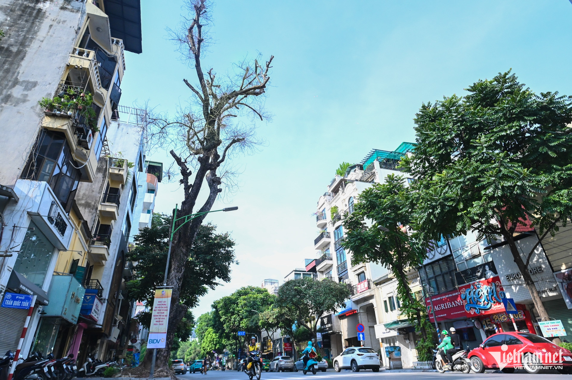 Hàng loạt cây cổ thụ nghiêng ngả, chết khô gây bất an cho người Hà Nội